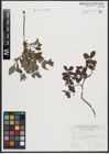 Foto von Salix aurita L.